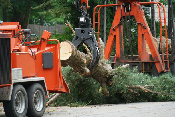 The Steps Involved in Our Tree Care Process in Shongopovi, AZ